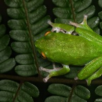 Pseudophilautus mooreorum Megaskumbura & Manamendra-Arachcchi, 2005
